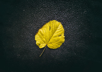 leaf alone