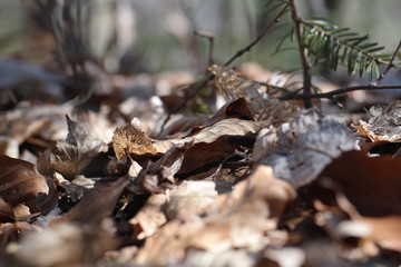 autumn leaves in the forest