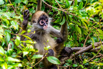 Baby spider monkey sitting in a tree. Auckland Zoo, Auckland, New Zealand