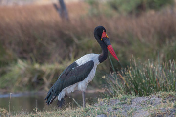 Saddle billed stork in the moremi game reserve, Botswana, Africa