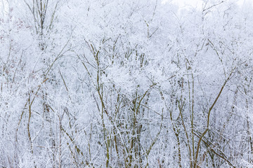 frostiger Sträucher