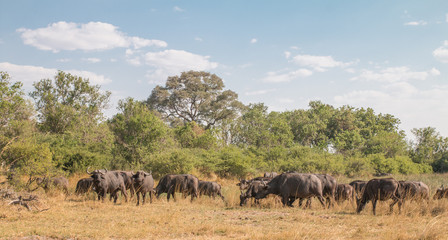 Obraz premium A herd of african buffaloes, Moremi game reserve, Botswana, Africa