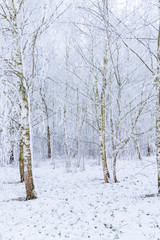 Birkenwald Winter