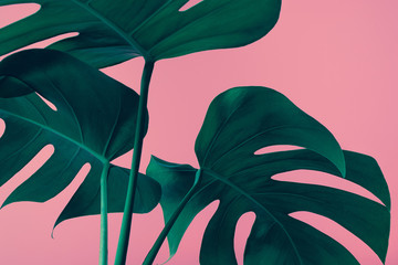 selective focus of monstera leaves (leaf) on colorful for decorating composition design background.