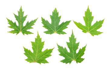 Five green maple leaf, isolated, white background, copy space, top view