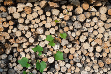Stack of firewood and grape green vine.