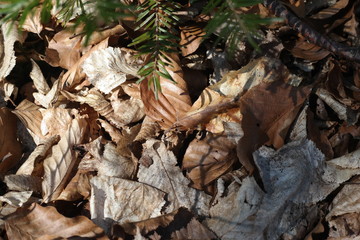 autumn leaves on the ground