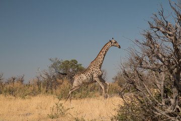Giraffe in the moremi game reserve, Botswana, Africa