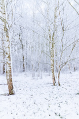 Birkenwald Winter