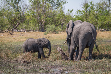 Fototapeta premium Mother elephant with small baby, Moremi game reserve, Botswana, Africa