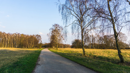 Fototapeta na wymiar Landschaft mit Wanderweg und Birkenwald