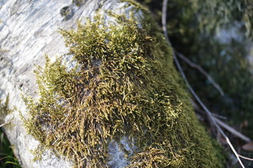 moss on tree