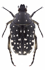 Beetle Oxythyrea abigail (male) on a white background