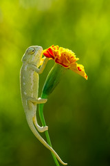 romantic chameleon © mehmetkrc