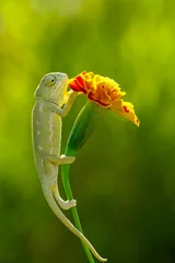 Kussenhoes romantic chameleon © mehmetkrc