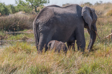 Naklejka na ściany i meble Mother elephant with small baby, Moremi game reserve, Botswana, Africa