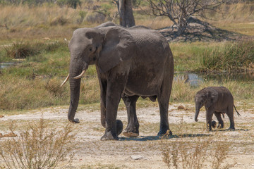 Mother elephant with small baby, Moremi game reserve, Botswana, Africa
