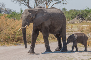Fototapeta na wymiar Mother elephant with small baby, Moremi game reserve, Botswana, Africa