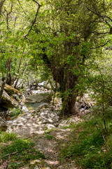 Small mountain river in the forest on a sunny day (Greece, Andros Island, Cyclades).