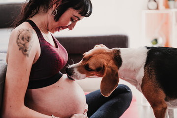 young pregnant woman at home practicing yoga sport. cute beagle dog besides licking belly