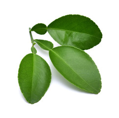 Leaf of bergamot (kaffir lime) isolated on white background. - obrazy, fototapety, plakaty
