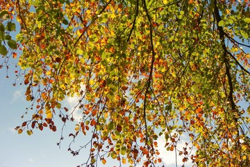 Colourful Autumn Leaves.