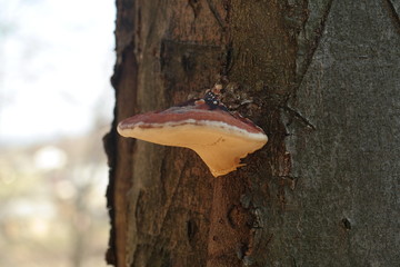 fungus on tree © Василь Федорів
