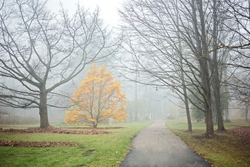 Fototapeta na wymiar Foggy November day in a park