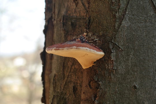 Fungus On Tree