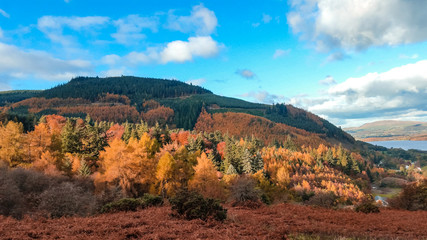 Forest in the mountains in autumn colors with snow capped peaks in the Lake District, Cumbria, England, United Kingdom. 