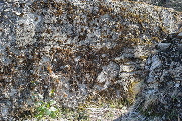 moss on rock