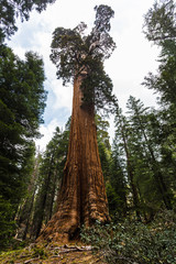 Fototapeta premium Sequoia Tree