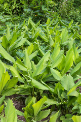 Obraz premium Turmeric Farm,Turmeric is a flowering plant.