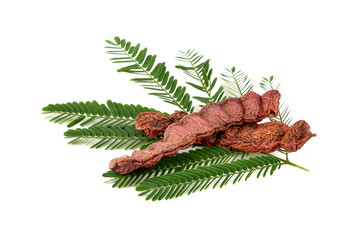 Soap Bobs , Acacia Concinna isolated on white background