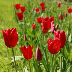 Tulipes rouges dans une pelouse au printemps