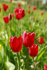Tulipes rouges dans une pelouse au printemps