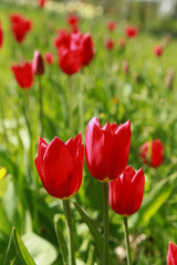 Obraz premium Tulipes rouges dans une pelouse au printemps