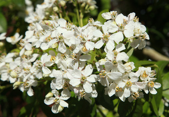 Fleurs de Choisya ternata	