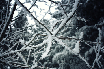 winter landscape.  tree branch in hoarfrost