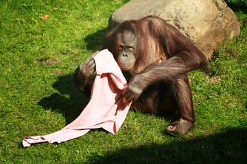 chimpanzee playing with a pink rag