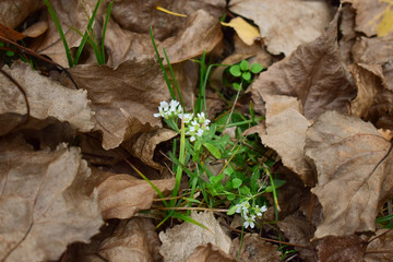 Autumn flowers in the park in dry leaves