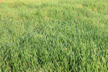 Obraz premium Zielona trawa w parku letni ciepły dzień