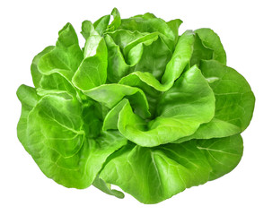 Green butterhead lettuce vegetable salad isolated on white background