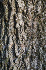 Fototapeta premium Bark tree background