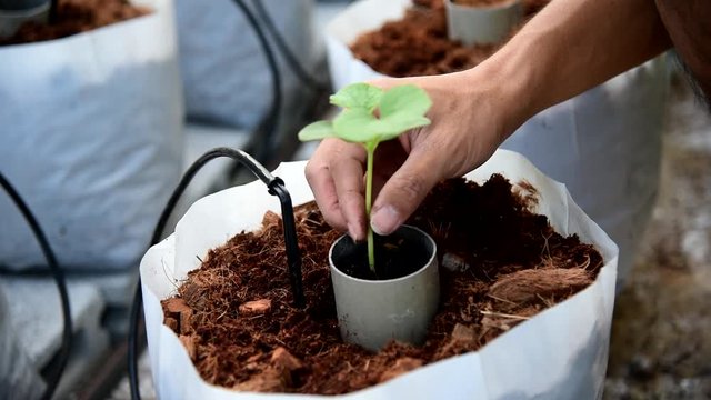 Plant The melon Sapling in Crop bags