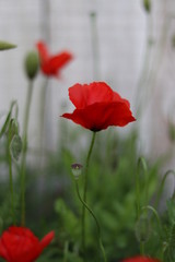 Obraz premium red poppies in a field