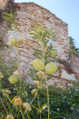 The plant (Asclepias physocarpus) grow in the garden close-up
