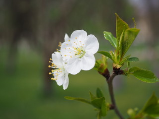 white flowers of a tree