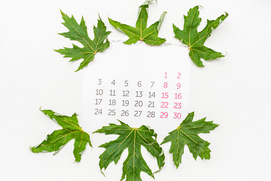 Calendar And Green Maple Leafs, White Desktop, Copy Space, Close Up, Top View