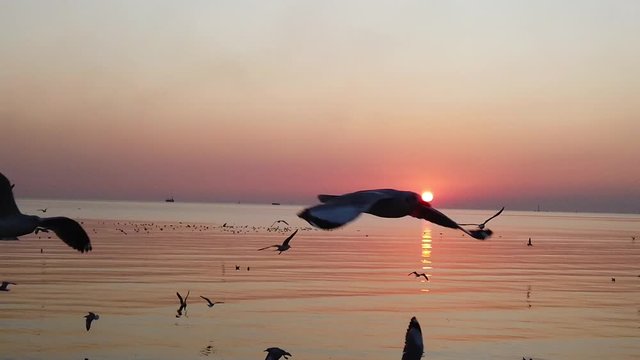 Seagull flying birds with sunset at Bangpoo Samut Prakan Province, Thailand. With noise and burred background.